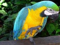 /album/animalsfamous/arara-1-jpg/